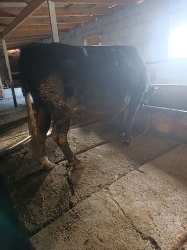 Продаю | Бык (самец) | На откорм | Привязанные at lalafo.kg Продаю | Бык (самец) | На откорм | Привязанные