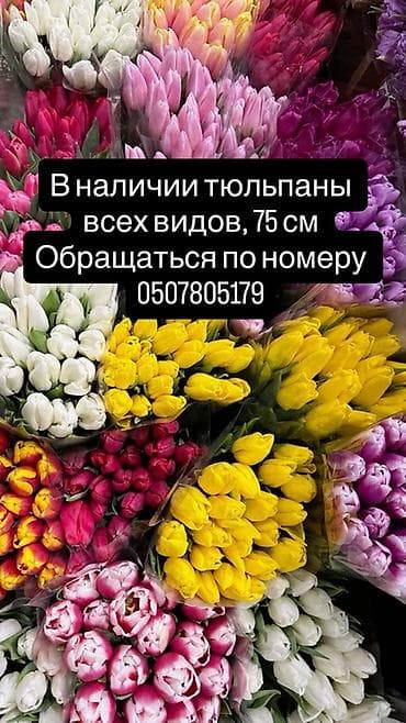 Тюльпаны всех видов, длина стебля 75 см. Большой выбор оттенков at lalafo.kg Тюльпаны всех видов, длина стебля 75 см. Большой выбор оттенков