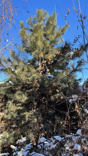 Саженцы деревьев: Сосны, Самовывоз at lalafo.kg Саженцы деревьев: Сосны, Самовывоз