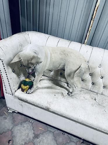 Собака даром: 8 месяцев, Самка, С прививкой at lalafo.kg Собака даром: 8 месяцев, Самка, С прививкой