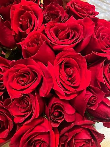 Розы Эквадорские 70 см.
29шт. доставка по городу бесплатно at lalafo.kg — 1 Розы Эквадорские 70 см.
29шт. доставка по городу бесплатно — 1