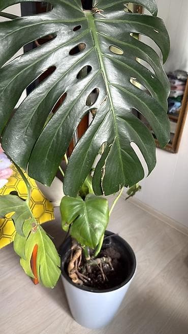 Монстера делициоза (Monstera deliciosa) в горшке. - Крупные резные at lalafo.kg Монстера делициоза (Monstera deliciosa) в горшке. - Крупные резные