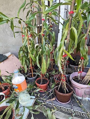 Продам растение Золотой Ус, в горшке, лечебное, усы больше 7 колен at lalafo.kg Продам растение Золотой Ус, в горшке, лечебное, усы больше 7 колен