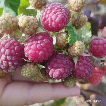 Продается саженцы малины сорта Полька по 35 сом . Находится в Кара at lalafo.kg Продается саженцы малины сорта Полька по 35 сом . Находится в Кара