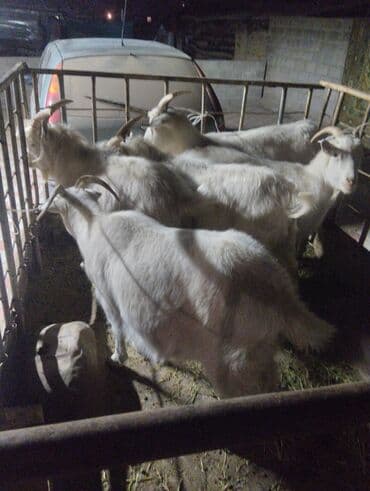 Продаю | Коза (самка), Козёл (самец) | На забой, Для молока | Котные at lalafo.kg Продаю | Коза (самка), Козёл (самец) | На забой, Для молока | Котные