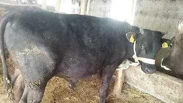 Продаю | Бык (самец) | На откорм | Привязанные at lalafo.kg Продаю | Бык (самец) | На откорм | Привязанные
