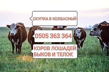 Колбасный цех : Коровы, быки, Лошади, кони, | Круглосуточно, Любое состояние, Забитый at lalafo.kg Колбасный цех : Коровы, быки, Лошади, кони, | Круглосуточно, Любое состояние, Забитый