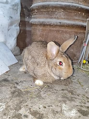Продаю | Кролик самец | Фландр | Для разведения at lalafo.kg Продаю | Кролик самец | Фландр | Для разведения