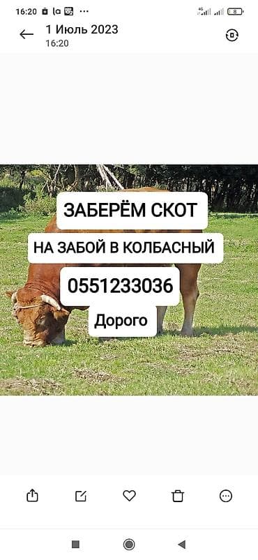 Колбасный цех : Коровы, быки, Лошади, кони, | Круглосуточно, Любое состояние, Забитый at lalafo.kg Колбасный цех : Коровы, быки, Лошади, кони, | Круглосуточно, Любое состояние, Забитый