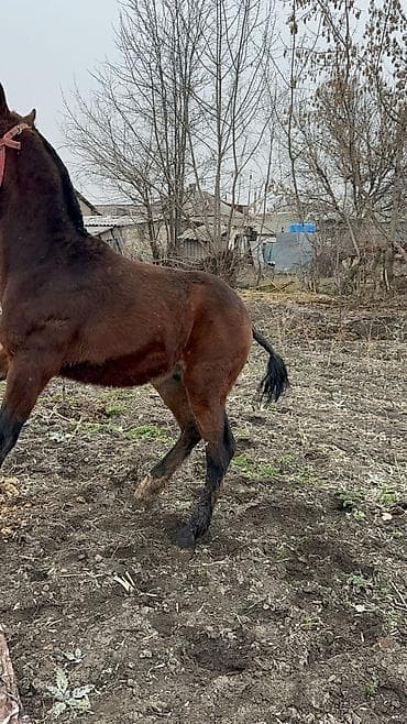 Продаю | Конь (самец), Жеребенок | Для разведения, Конный спорт at lalafo.kg Продаю | Конь (самец), Жеребенок | Для разведения, Конный спорт