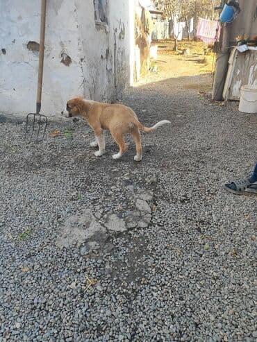 Сенбернар, 6 месяцев, Самец, С прививкой at lalafo.kg Сенбернар, 6 месяцев, Самец, С прививкой