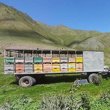 Продаю павильон для пасеки. Улики и рамкам,ведра at lalafo.kg Продаю павильон для пасеки. Улики и рамкам,ведра