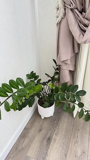 Замиокулькас (долларовое дерево) в декоративном горшке - Пышный куст at lalafo.kg Замиокулькас (долларовое дерево) в декоративном горшке - Пышный куст