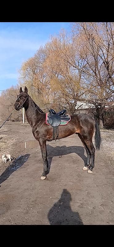 Продаю | Конь (самец), Жеребец | Для разведения, Рабочий, Конный спорт | Племенные, Осеменитель at lalafo.kg Продаю | Конь (самец), Жеребец | Для разведения, Рабочий, Конный спорт | Племенные, Осеменитель