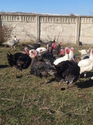 Продаю | Индюк (самец) | Северокавказская | Для разведения | Племенные at lalafo.kg Продаю | Индюк (самец) | Северокавказская | Для разведения | Племенные