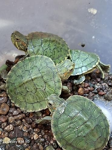 Продаются черепашки. Черепахи сорта красноухие. Не капризные живут at lalafo.kg Продаются черепашки. Черепахи сорта красноухие. Не капризные живут