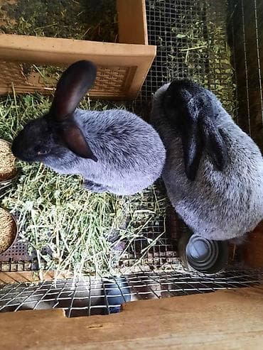 Шиншиллалар: Полтавское Серебро 2,5 месяца: один самец lalafo.kg да — 3 Шиншиллалар: Полтавское Серебро 2,5 месяца: один самец — 3