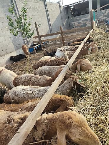 Продаю | Овца (самка) | На забой at lalafo.kg Продаю | Овца (самка) | На забой