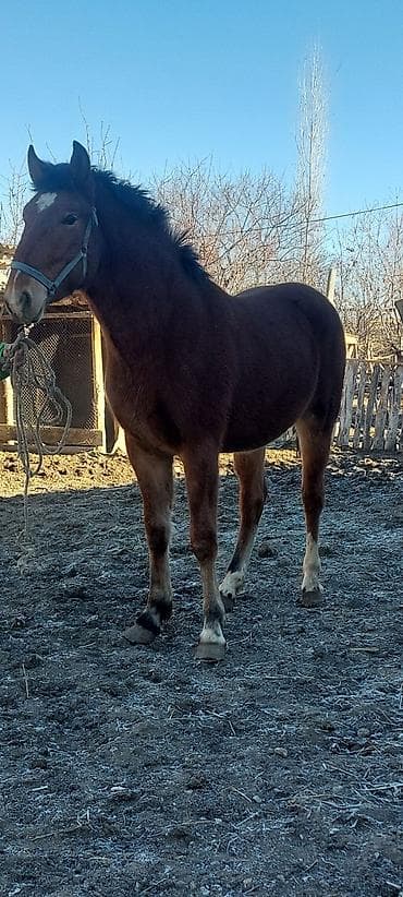 Продаю | Кобыла (самка), Конь (самец), Жеребец at lalafo.kg Продаю | Кобыла (самка), Конь (самец), Жеребец