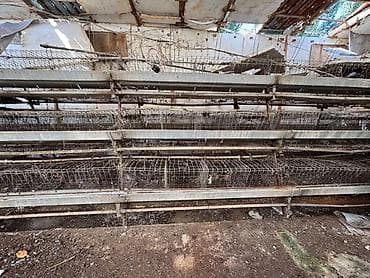 Многоярусные металлические клетки для птицы (батарея клеточного at lalafo.kg Многоярусные металлические клетки для птицы (батарея клеточного