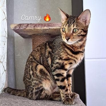 Бенгальская, 1 год, Девочка, Приучена к лотку, Проглистована, С документами at lalafo.kg — 1 Бенгальская, 1 год, Девочка, Приучена к лотку, Проглистована, С документами — 1