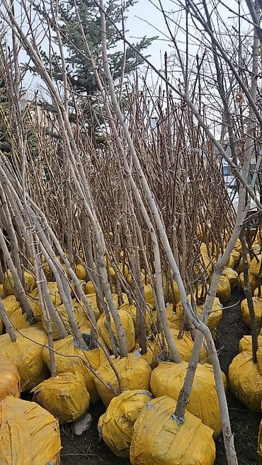 Саженцы деревьев с земляным комом Дуб, Каштан - Поставка крупномеров и at lalafo.kg Саженцы деревьев с земляным комом Дуб, Каштан - Поставка крупномеров и