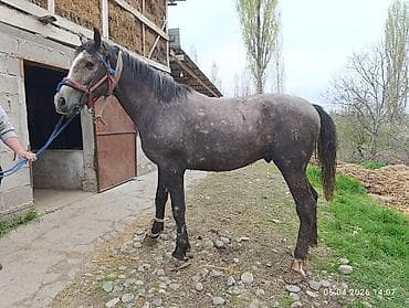 Продаю | Жеребец | Полукровка | Для разведения, Рабочий, Конный спорт | Племенные at lalafo.kg Продаю | Жеребец | Полукровка | Для разведения, Рабочий, Конный спорт | Племенные