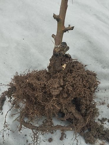 Эжевика блек джем натчез кочоттору сатылат ордунан казып берем жакшы at lalafo.kg Эжевика блек джем натчез кочоттору сатылат ордунан казып берем жакшы