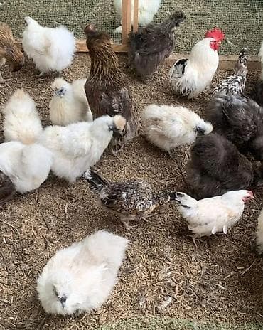 Продаю Китайских шелковых кур молодые от 1 года до 2-ух лет at lalafo.kg Продаю Китайских шелковых кур молодые от 1 года до 2-ух лет