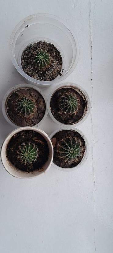 Антуриумдар: Набор маленьких кактусов (примерно 5 шт.) в индивидуальных пластиковых lalafo.kg да — 3 Антуриумдар: Набор маленьких кактусов (примерно 5 шт.) в индивидуальных пластиковых — 3