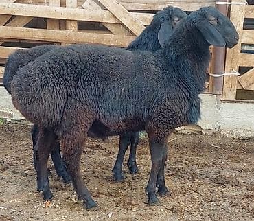 Продаю | Ягненок, Баран (самец) | Для разведения | Племенные, Осеменитель at lalafo.kg — 9 Продаю | Ягненок, Баран (самец) | Для разведения | Племенные, Осеменитель — 9