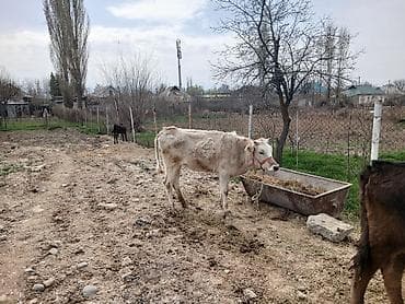 Продаю | Тёлка | Полукровка | На откорм | Привязанные at lalafo.kg Продаю | Тёлка | Полукровка | На откорм | Привязанные
