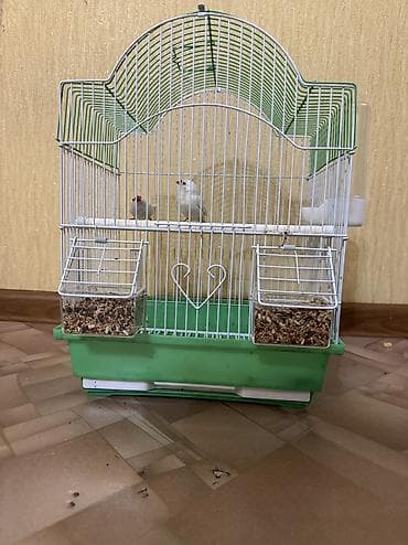 Продаю амадинокс клеткой вместебрали за 3000 отдам за 1300 at lalafo.kg Продаю амадинокс клеткой вместебрали за 3000 отдам за 1300