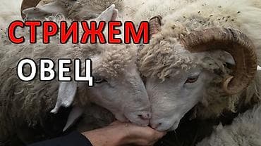 Стрижка овец - Профессиональная стрижка овец с использованием at lalafo.kg Стрижка овец - Профессиональная стрижка овец с использованием