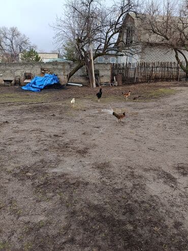 Продаю | Куры | Домашняя | Для разведения at lalafo.kg Продаю | Куры | Домашняя | Для разведения