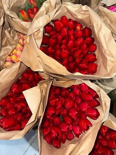 Тюльпаны свежесрезанные — плотные бутоны, длинные упругие стебли. - at lalafo.kg Тюльпаны свежесрезанные — плотные бутоны, длинные упругие стебли. -