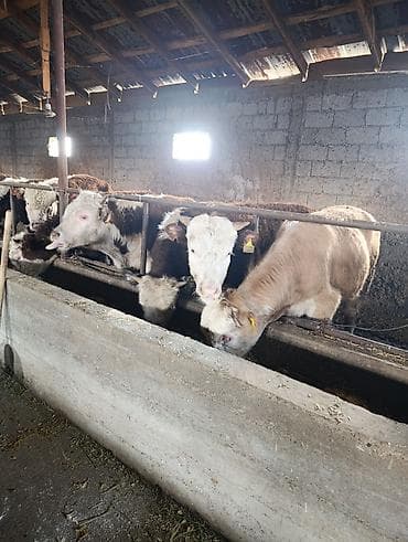 Продаю | Бык (самец) | Герефорд | На откорм | Племенные at lalafo.kg Продаю | Бык (самец) | Герефорд | На откорм | Племенные