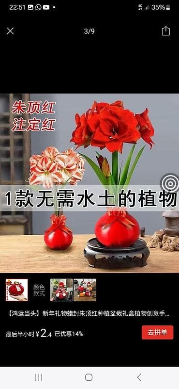 Подарочный набор с восковой амариллисом, не требующий почвы и воды для at lalafo.kg Подарочный набор с восковой амариллисом, не требующий почвы и воды для