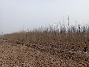 Терек кочот 2-жылдык at lalafo.kg Терек кочот 2-жылдык