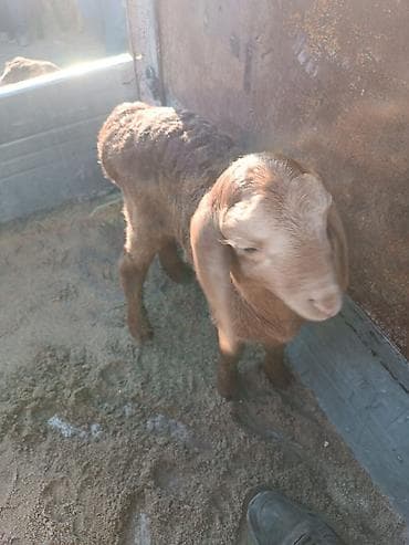 Продаю | Овца (самка) | Для разведения | Племенные at lalafo.kg Продаю | Овца (самка) | Для разведения | Племенные