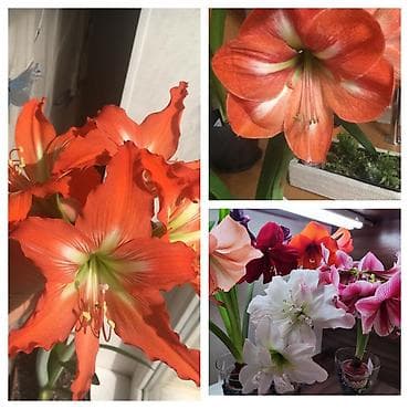 Луковицы гиппеаструма (амариллиса) — коллекционные сорта at lalafo.kg Луковицы гиппеаструма (амариллиса) — коллекционные сорта