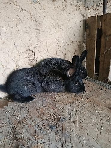 Продаю | Кролик самец | Для разведения at lalafo.kg Продаю | Кролик самец | Для разведения