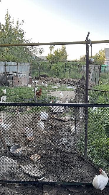 Продаю | Куры | Несушки at lalafo.kg Продаю | Куры | Несушки
