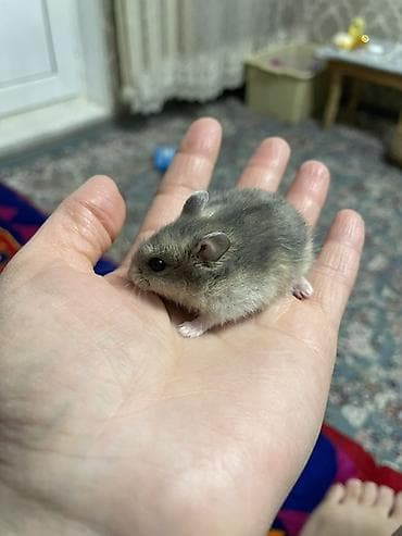 Карликовый хомячок (окрас серо-бежевый с более светлым брюшком) at lalafo.kg Карликовый хомячок (окрас серо-бежевый с более светлым брюшком)