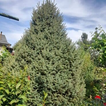 Саженцы деревьев: Ели, Самовывоз, Платная доставка at lalafo.kg Саженцы деревьев: Ели, Самовывоз, Платная доставка
