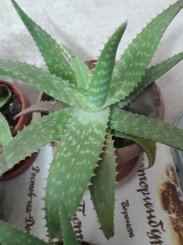 Pontiac: Алоэ. 5 лечебных свойств алоэ вера — научные данные 1 Оказывает at lalafo.kg — 1 Pontiac: Алоэ. 5 лечебных свойств алоэ вера — научные данные 1 Оказывает — 1