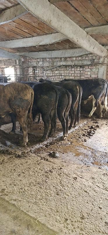 Продаю | Бык (самец) | На забой | Привязанные at lalafo.kg Продаю | Бык (самец) | На забой | Привязанные