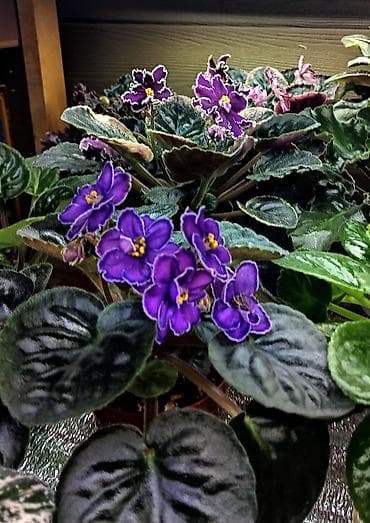 Продаю деткистартеры взрослые сортовые фиалки 🌺🌿🌺. Нахожусь в at lalafo.kg Продаю деткистартеры взрослые сортовые фиалки 🌺🌿🌺. Нахожусь в