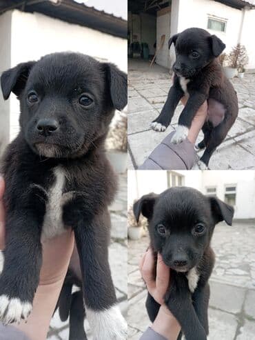 Такие малышарики ждут своего человека . 1.5 месяца. вырастут at lalafo.kg Такие малышарики ждут своего человека . 1.5 месяца. вырастут