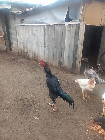 Продаю | Петух | Дакан | Для боев at lalafo.kg Продаю | Петух | Дакан | Для боев